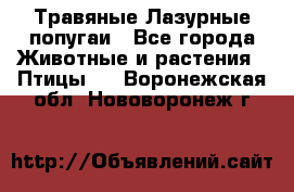 Травяные Лазурные попугаи - Все города Животные и растения » Птицы   . Воронежская обл.,Нововоронеж г.